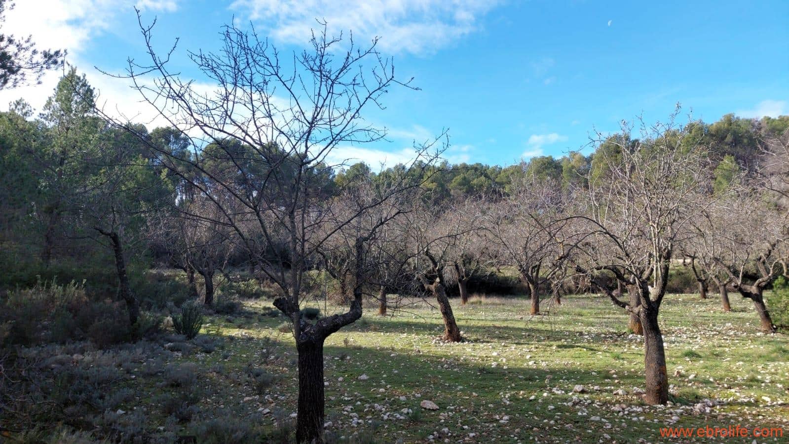 1 slaapkamer Finca/Landhuis te koop in Fuentespalda - € 90.000 (Ref: 8684281)