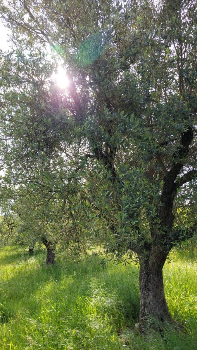 1 slaapkamer Finca/Landhuis te koop in Valderrobres - € 139.000 (Ref: 9094886)