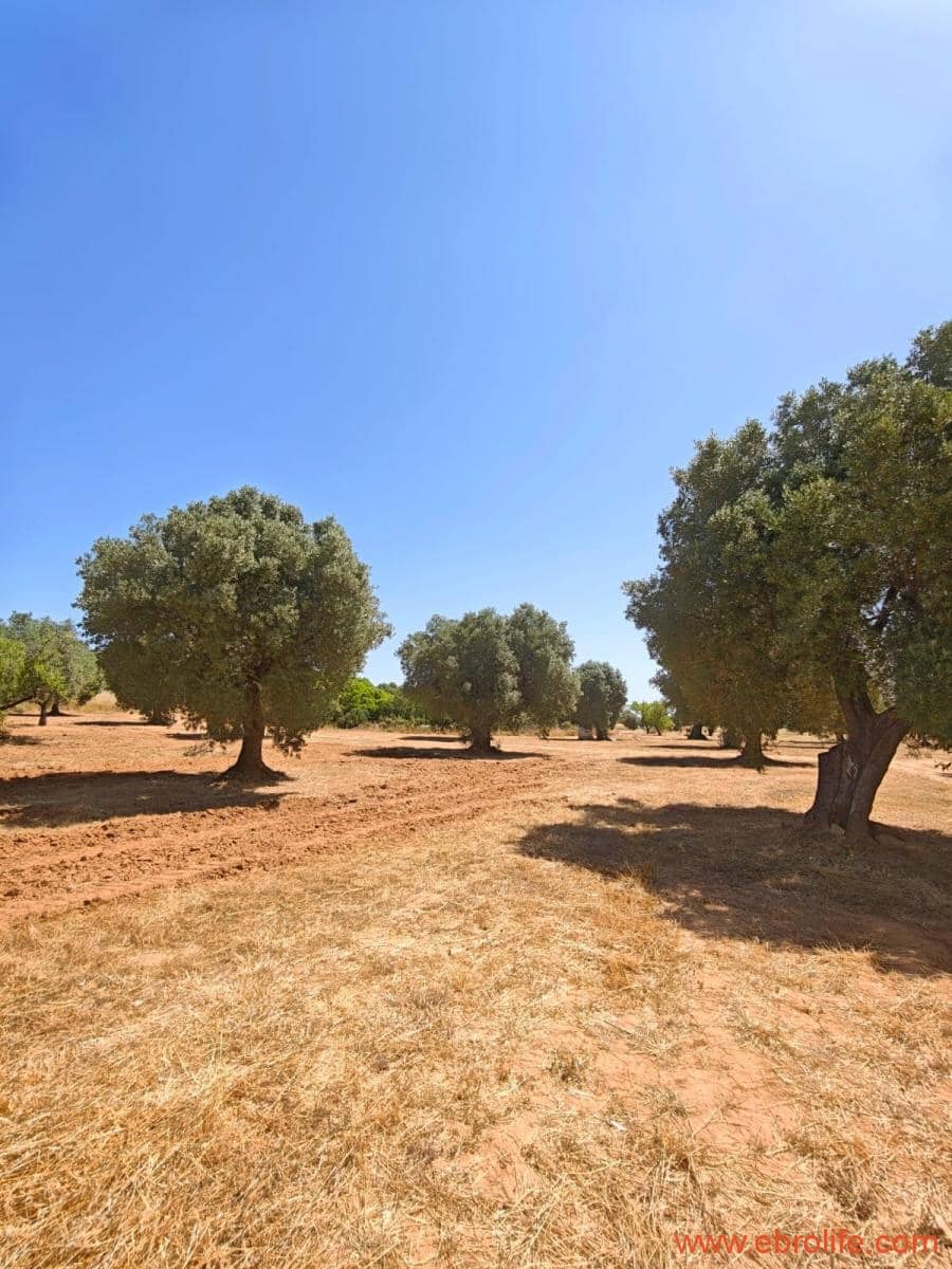 1 soveværelse Finca/Landehus til salg i Arens de Lledo - € 135.000 (Ref: 9095014)