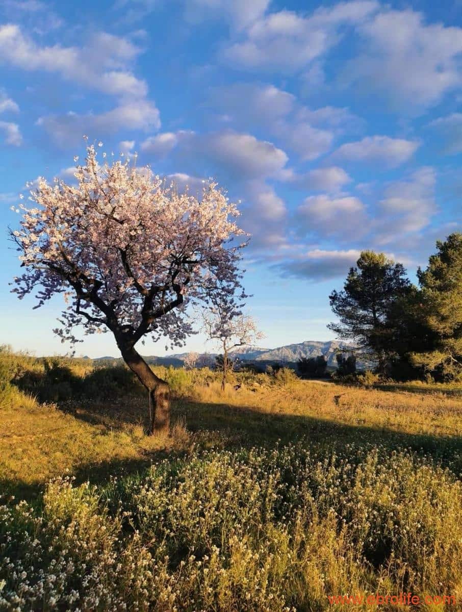 1 soveværelse Finca/Landehus til salg i Arens de Lledo - € 135.000 (Ref: 9095014)