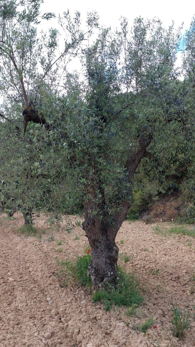 1 soverom Finca/Herregård til salgs i Mazaleon - € 52 000 (Ref: 9095015)