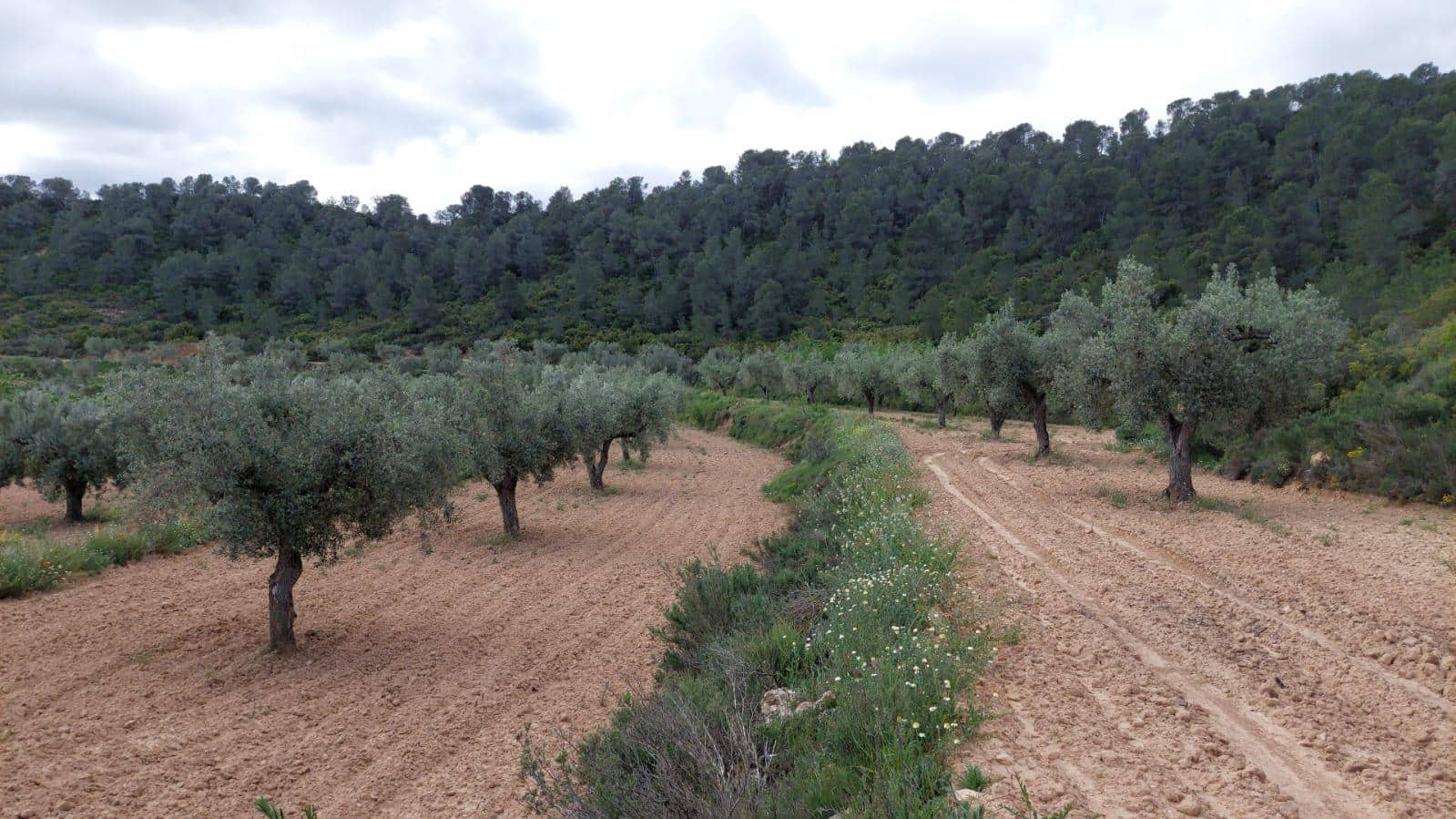 1 soverom Finca/Herregård til salgs i Mazaleon - € 52 000 (Ref: 9095015)