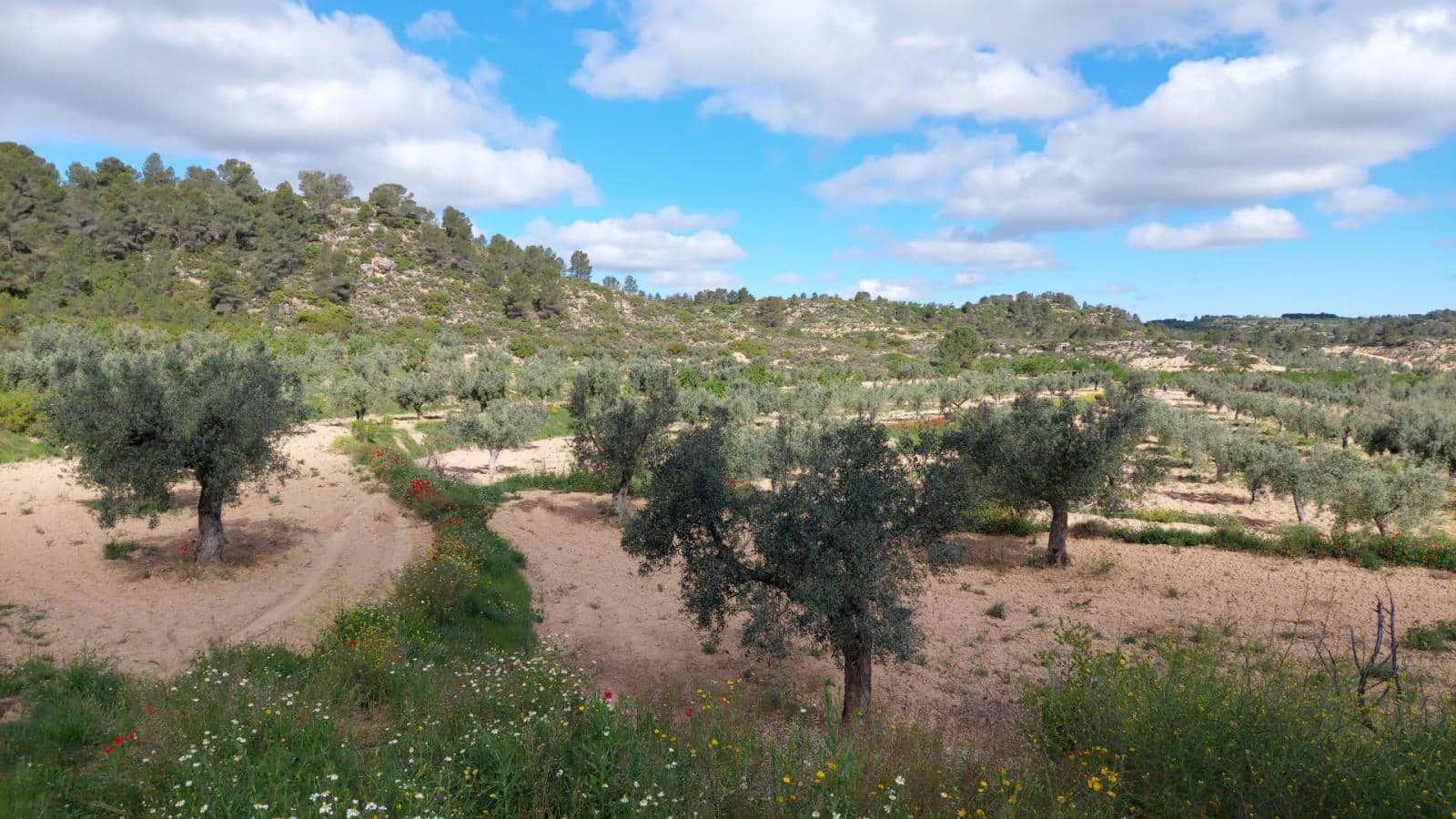 1 soverom Finca/Herregård til salgs i Mazaleon - € 52 000 (Ref: 9095015)