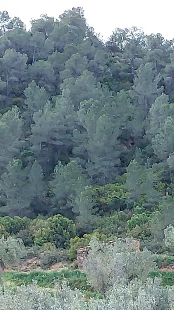 1 soverom Finca/Herregård til salgs i Mazaleon - € 52 000 (Ref: 9095015)