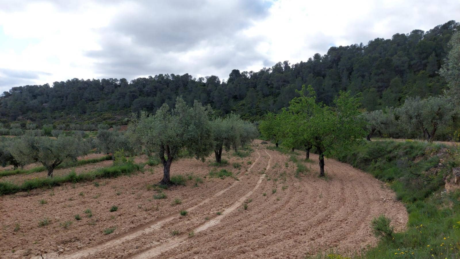 1 soverom Finca/Herregård til salgs i Mazaleon - € 52 000 (Ref: 9095015)