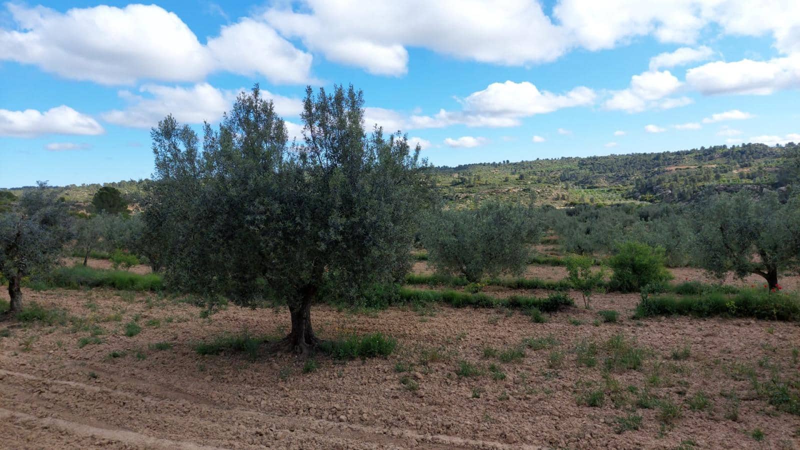 1 soverom Finca/Herregård til salgs i Mazaleon - € 52 000 (Ref: 9095015)