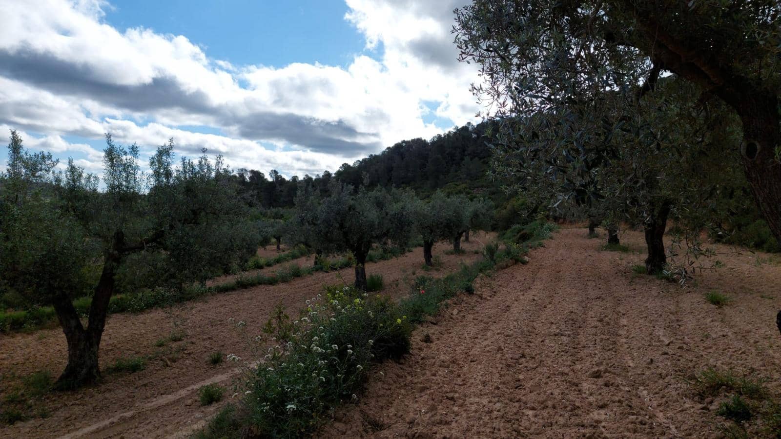 1 soverom Finca/Herregård til salgs i Mazaleon - € 52 000 (Ref: 9095015)