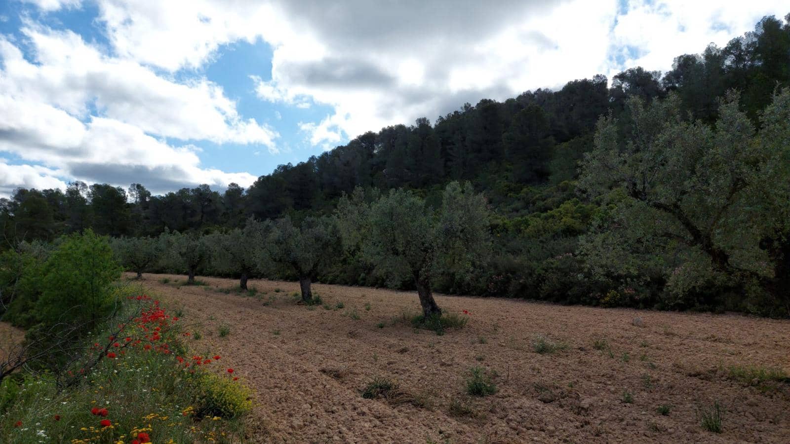 1 soverom Finca/Herregård til salgs i Mazaleon - € 52 000 (Ref: 9095015)