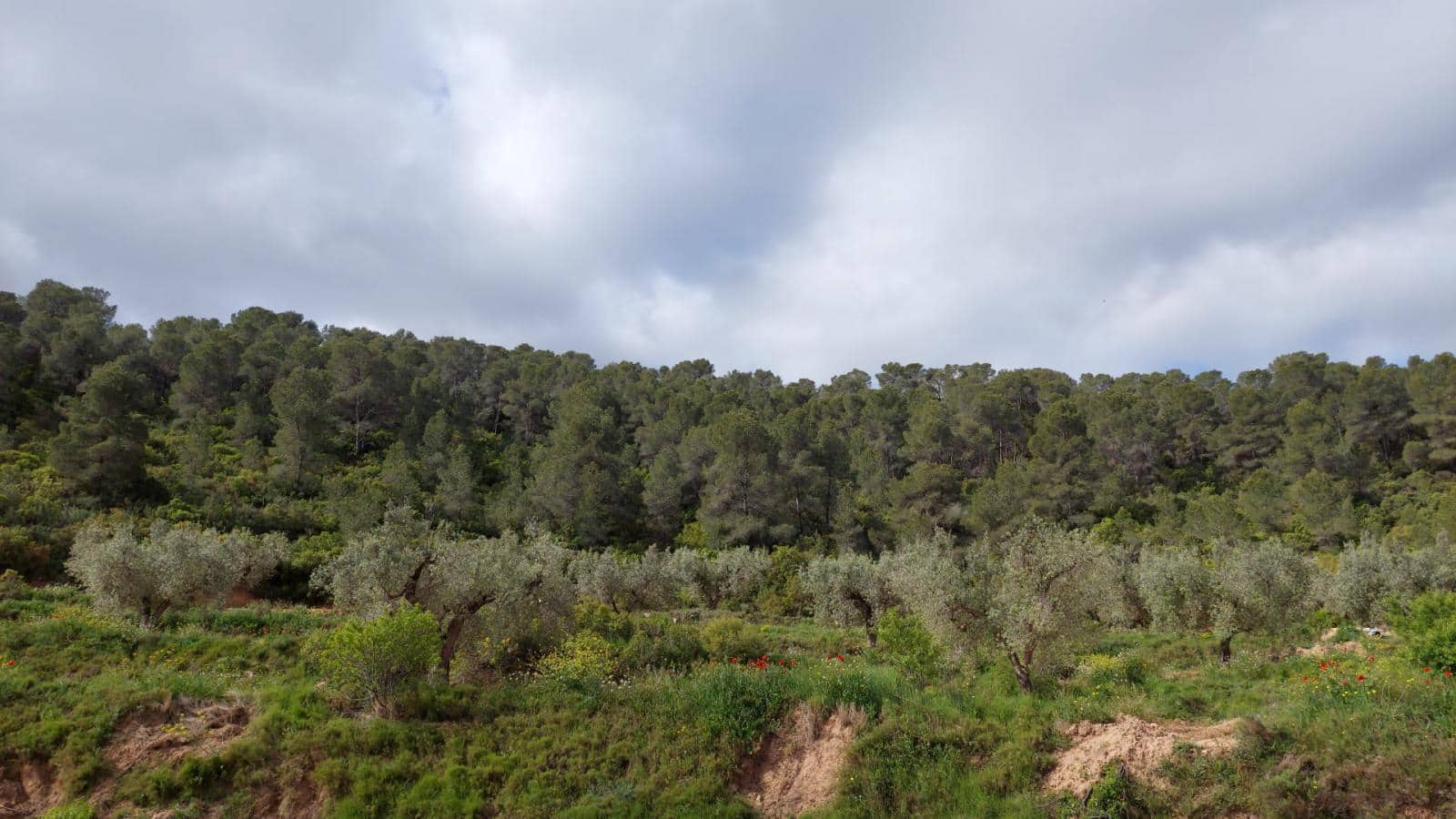 1 soverom Finca/Herregård til salgs i Mazaleon - € 52 000 (Ref: 9095015)