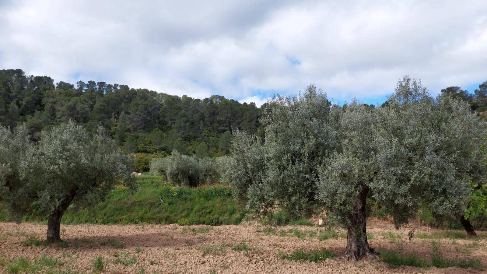 1 soverom Finca/Herregård til salgs i Mazaleon - € 52 000 (Ref: 9095015)