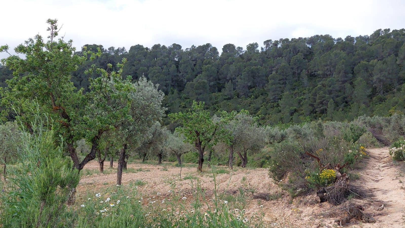 1 soverom Finca/Herregård til salgs i Mazaleon - € 52 000 (Ref: 9095015)