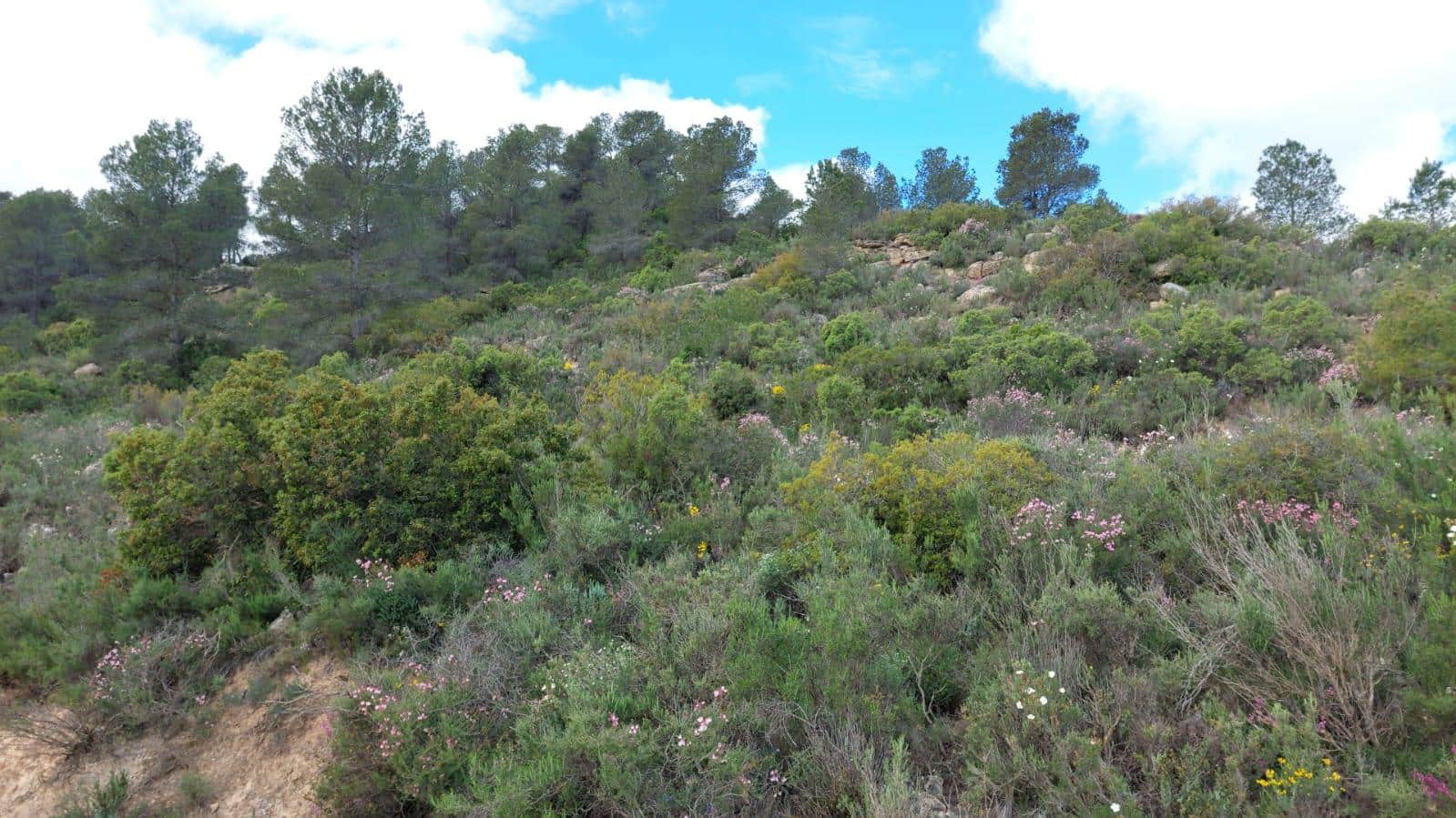 1 soverom Finca/Herregård til salgs i Mazaleon - € 52 000 (Ref: 9095015)