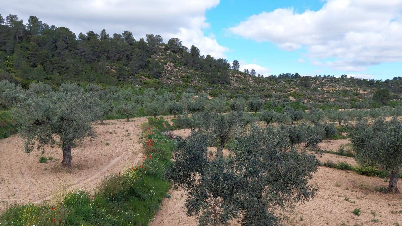 1 soverom Finca/Herregård til salgs i Mazaleon - € 52 000 (Ref: 9095015)