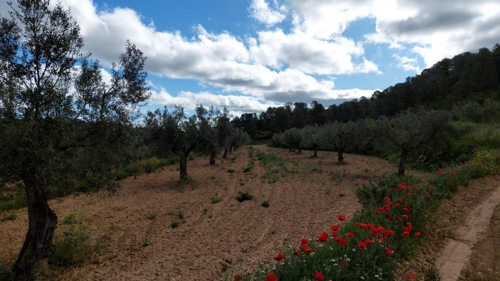 1 soverom Finca/Herregård til salgs i Mazaleon - € 52 000 (Ref: 9095015)