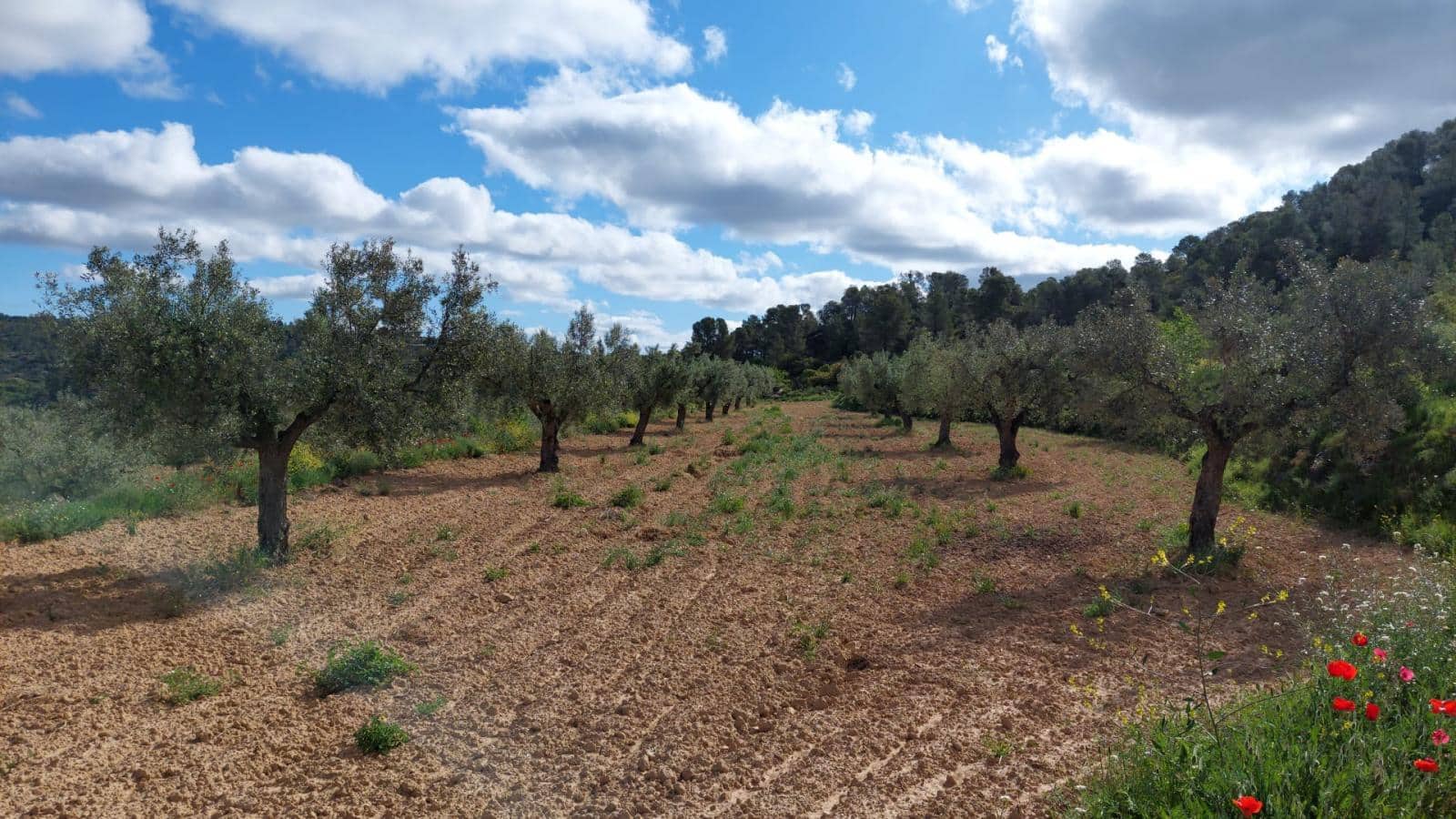 1 soverom Finca/Herregård til salgs i Mazaleon - € 52 000 (Ref: 9095015)