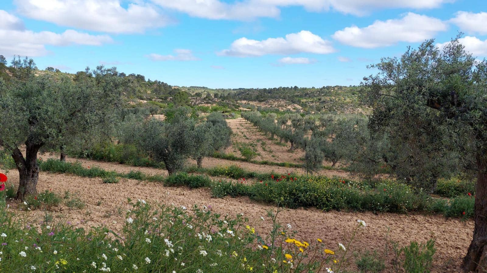 1 soverom Finca/Herregård til salgs i Mazaleon - € 52 000 (Ref: 9095015)