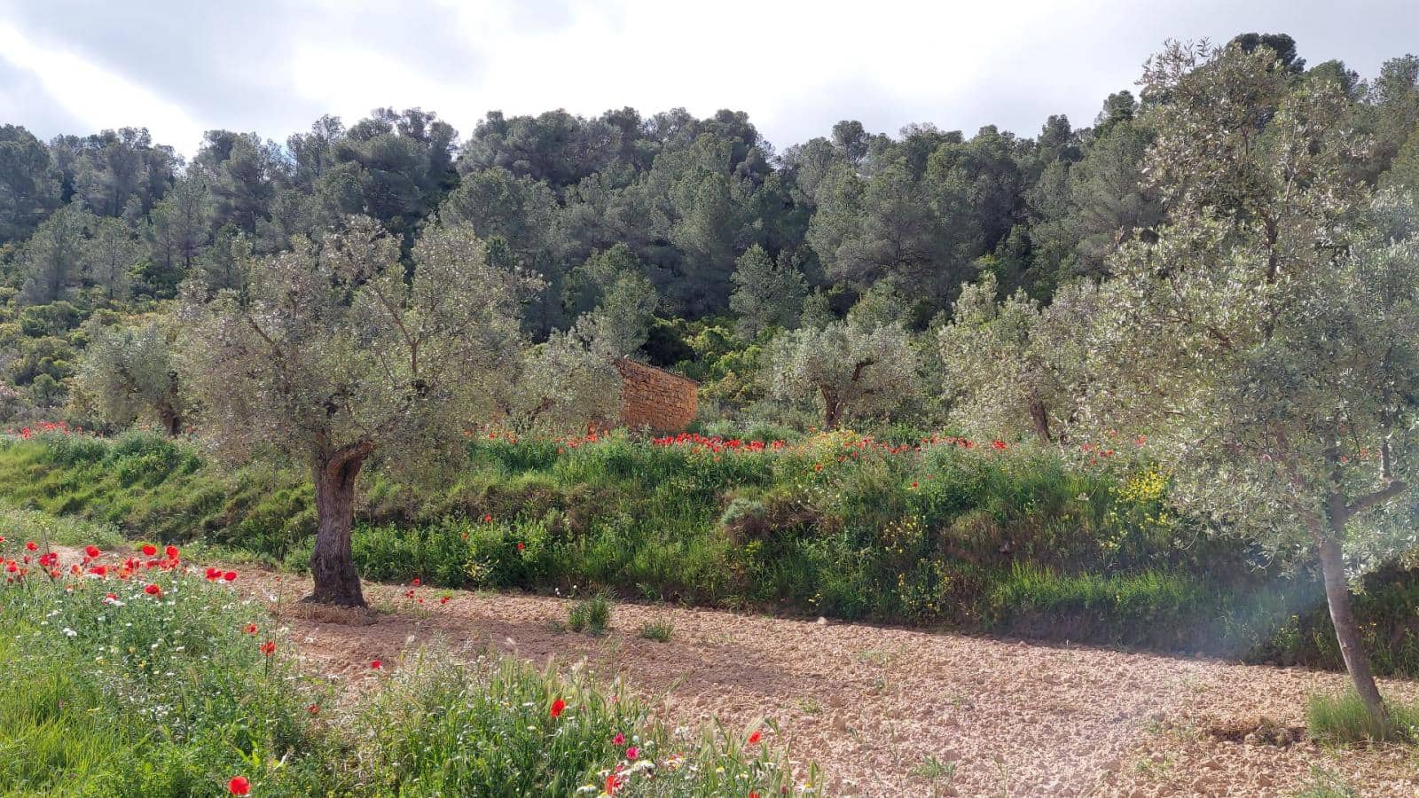 1 soverom Finca/Herregård til salgs i Mazaleon - € 52 000 (Ref: 9095015)