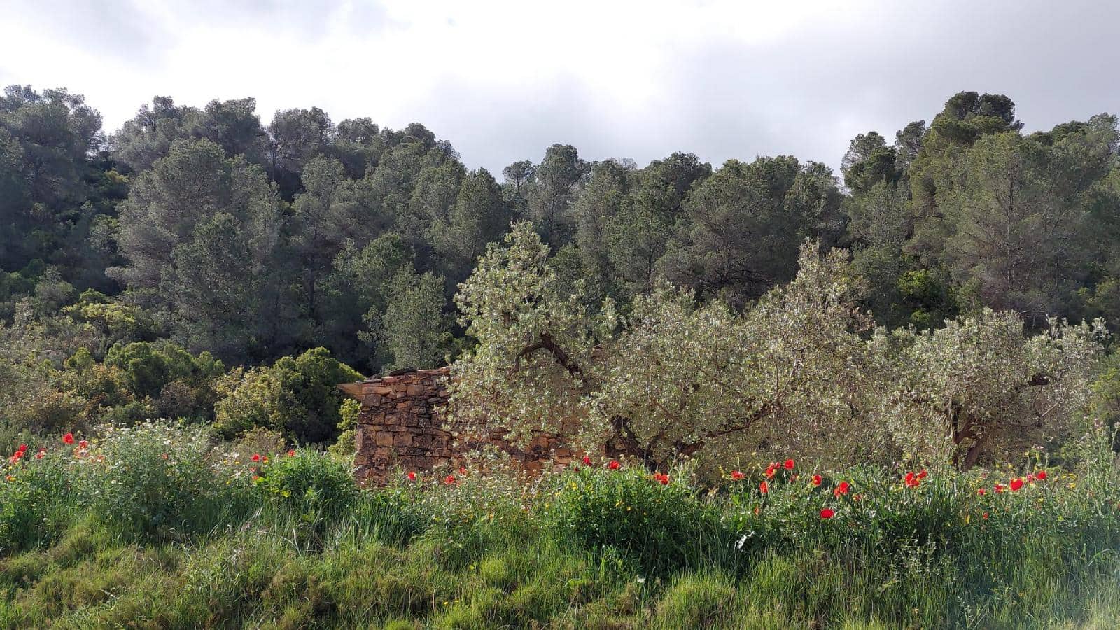 1 soverom Finca/Herregård til salgs i Mazaleon - € 52 000 (Ref: 9095015)