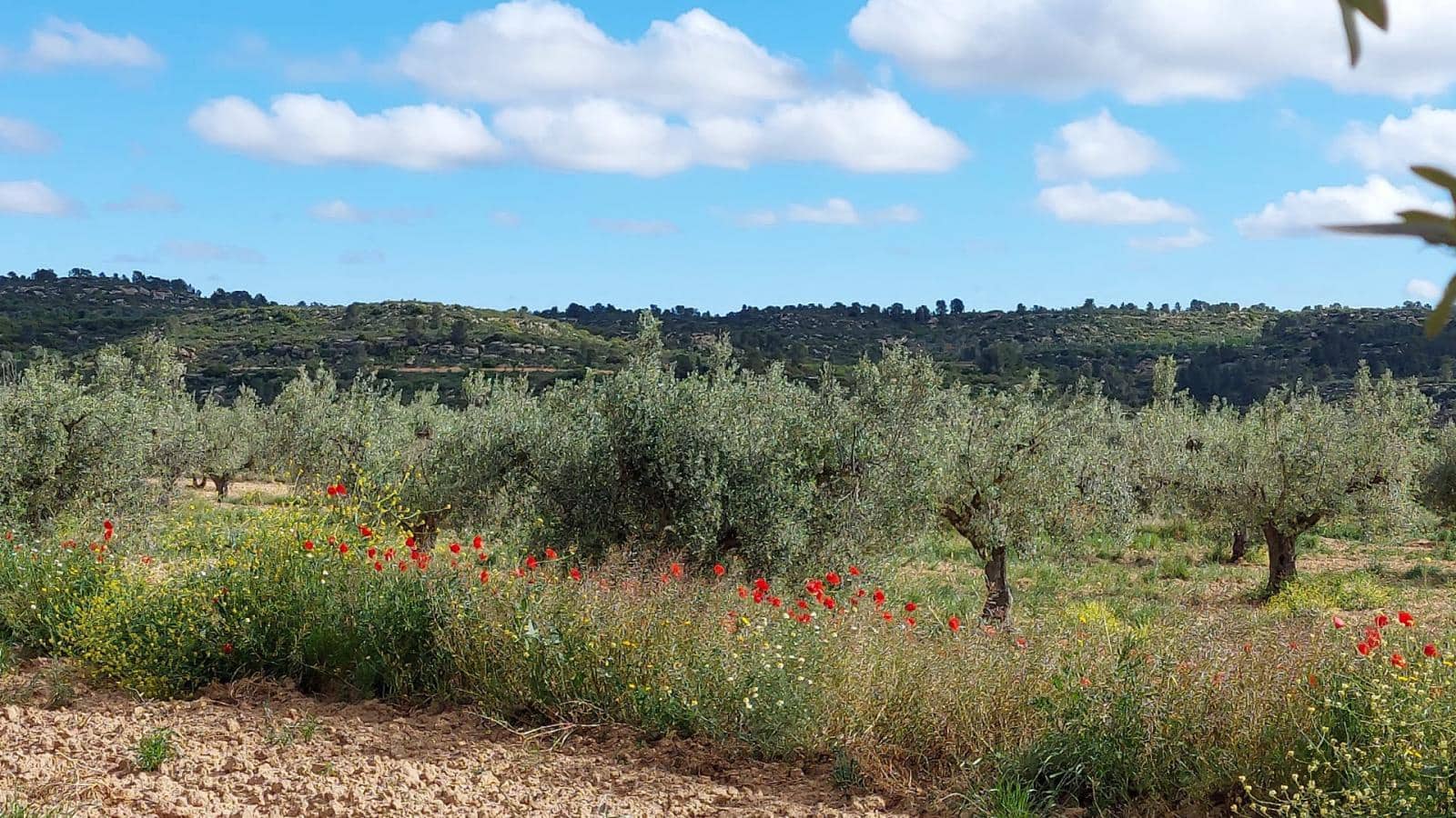 1 soverom Finca/Herregård til salgs i Mazaleon - € 52 000 (Ref: 9095015)