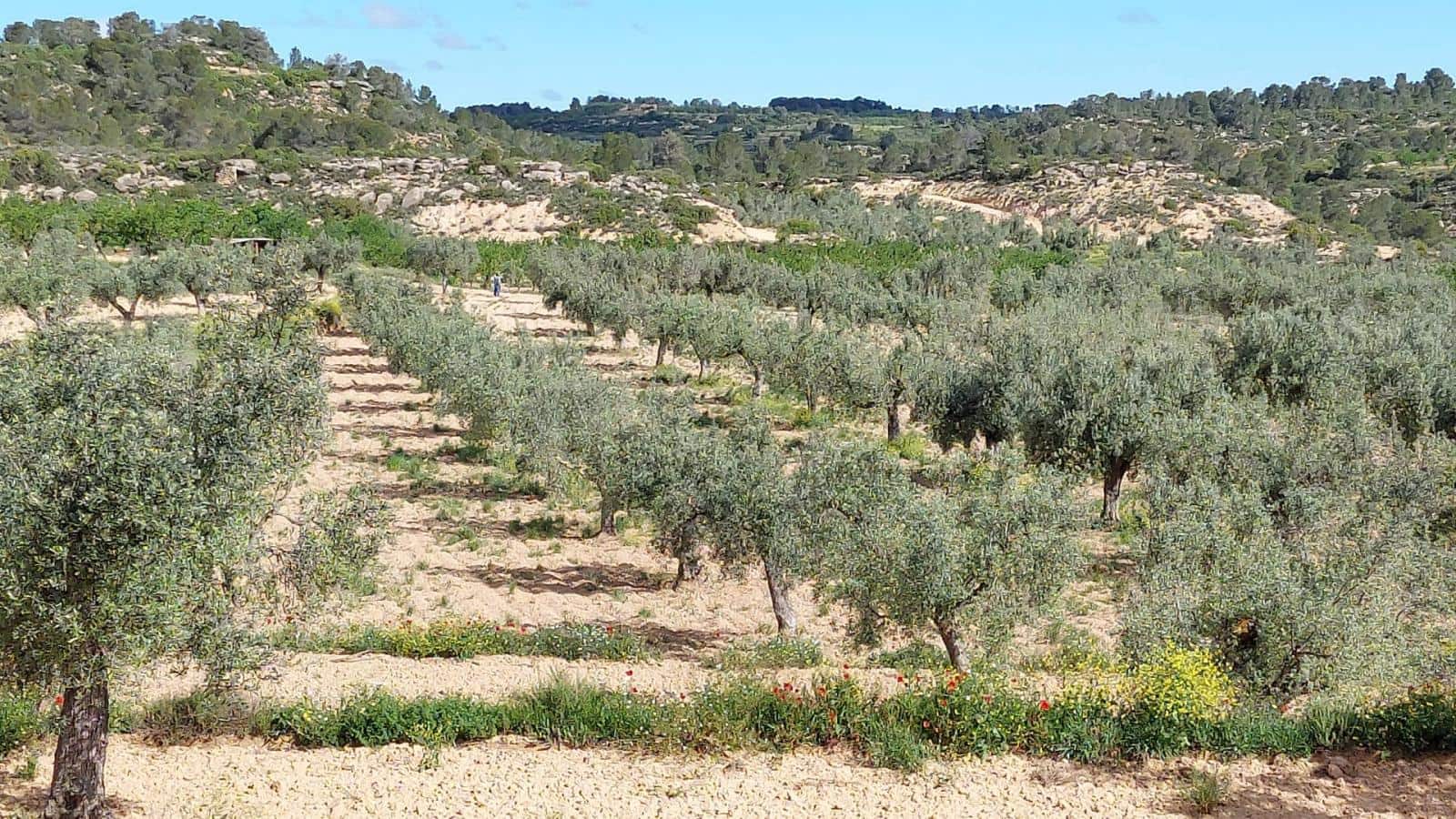 1 soverom Finca/Herregård til salgs i Mazaleon - € 52 000 (Ref: 9095015)