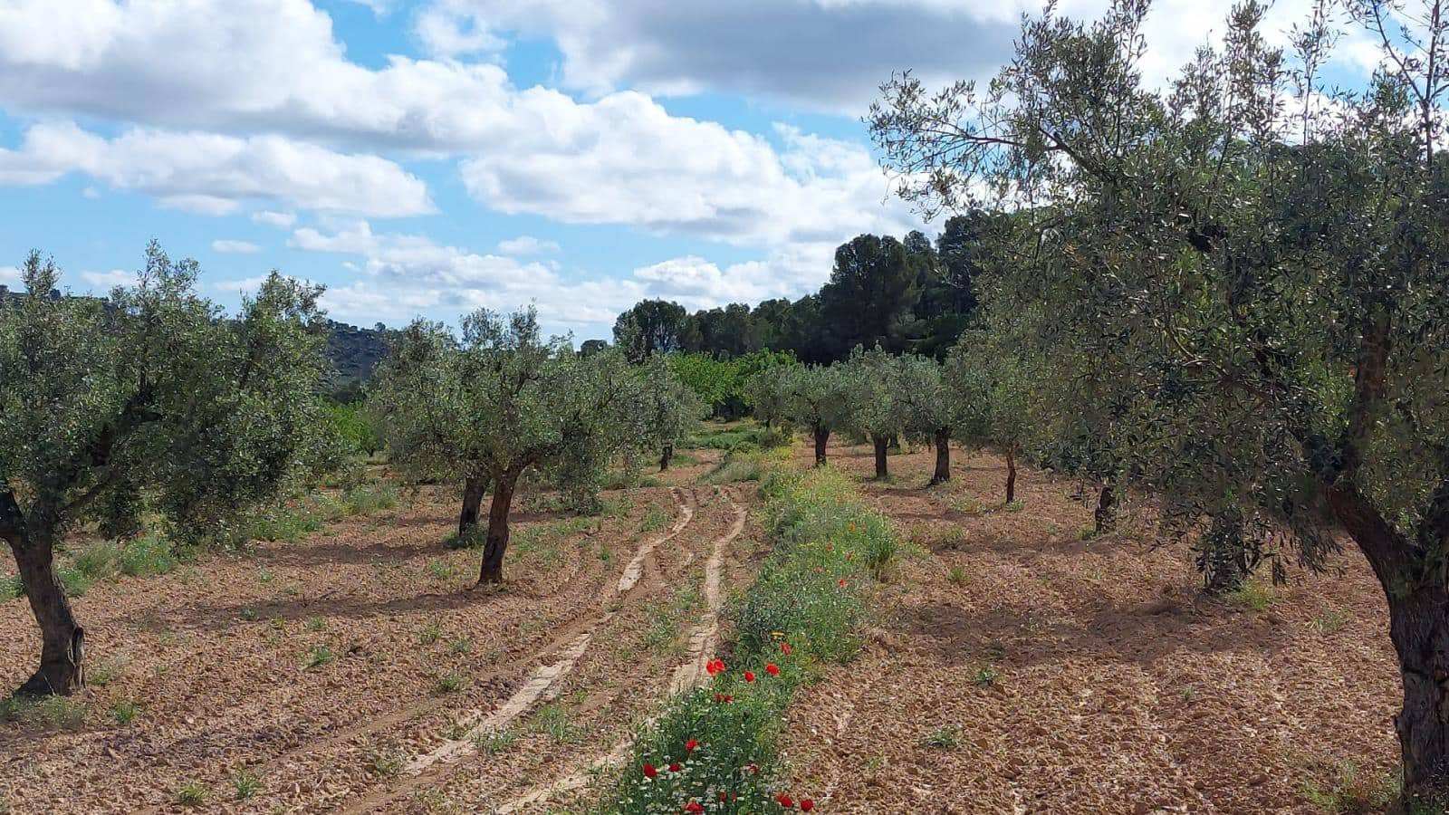 1 soverom Finca/Herregård til salgs i Mazaleon - € 52 000 (Ref: 9095015)