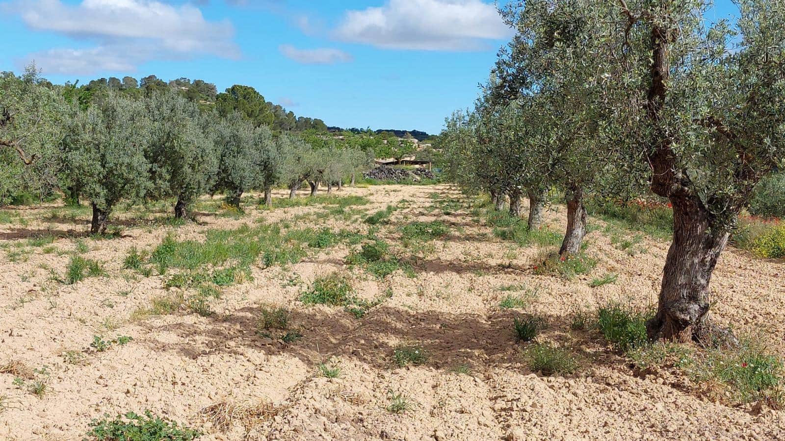 1 soverom Finca/Herregård til salgs i Mazaleon - € 52 000 (Ref: 9095015)