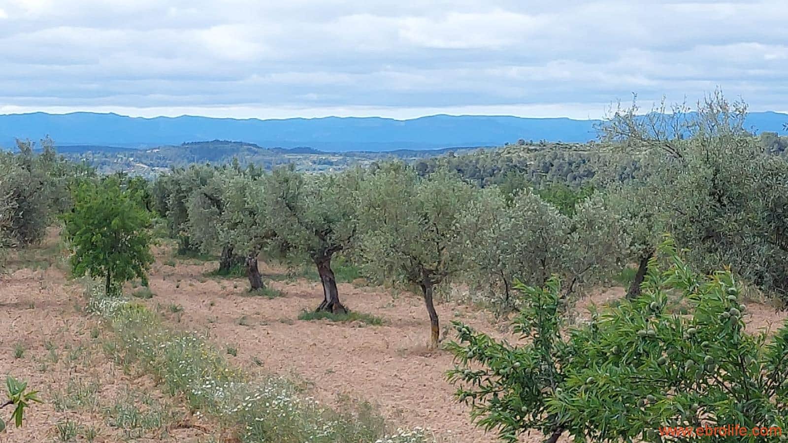 1 soveværelse Finca/Landehus til salg i Mazaleon - € 19.000 (Ref: 9107279)