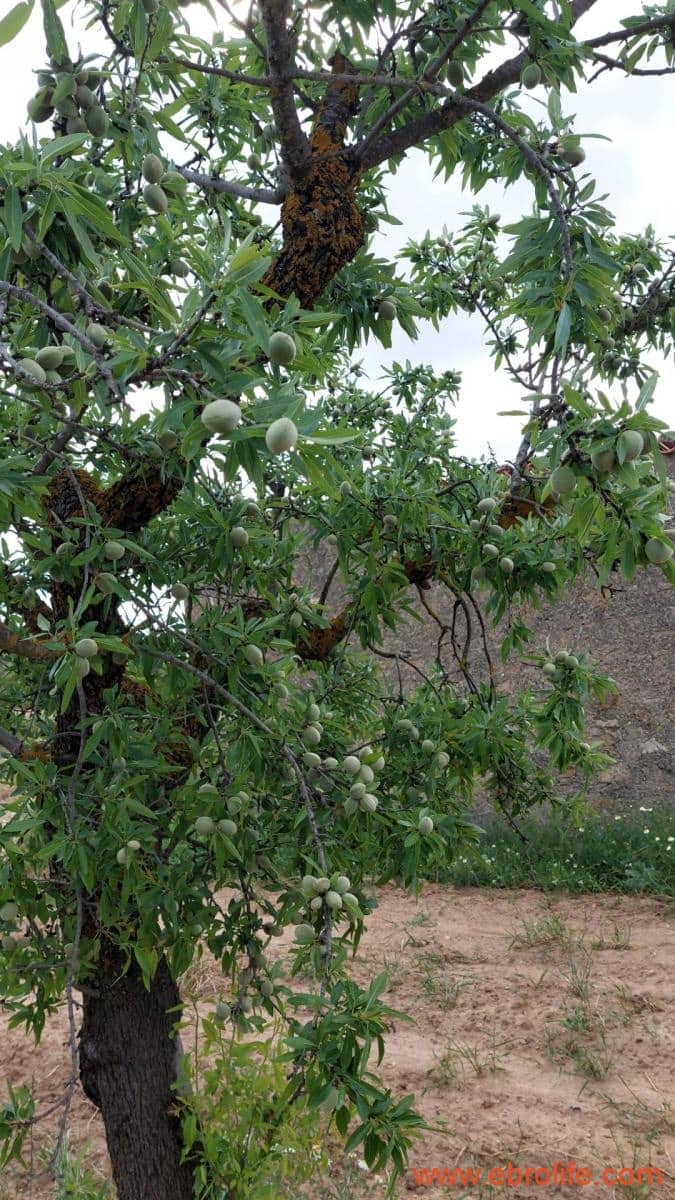 1 soveværelse Finca/Landehus til salg i Mazaleon - € 19.000 (Ref: 9107279)