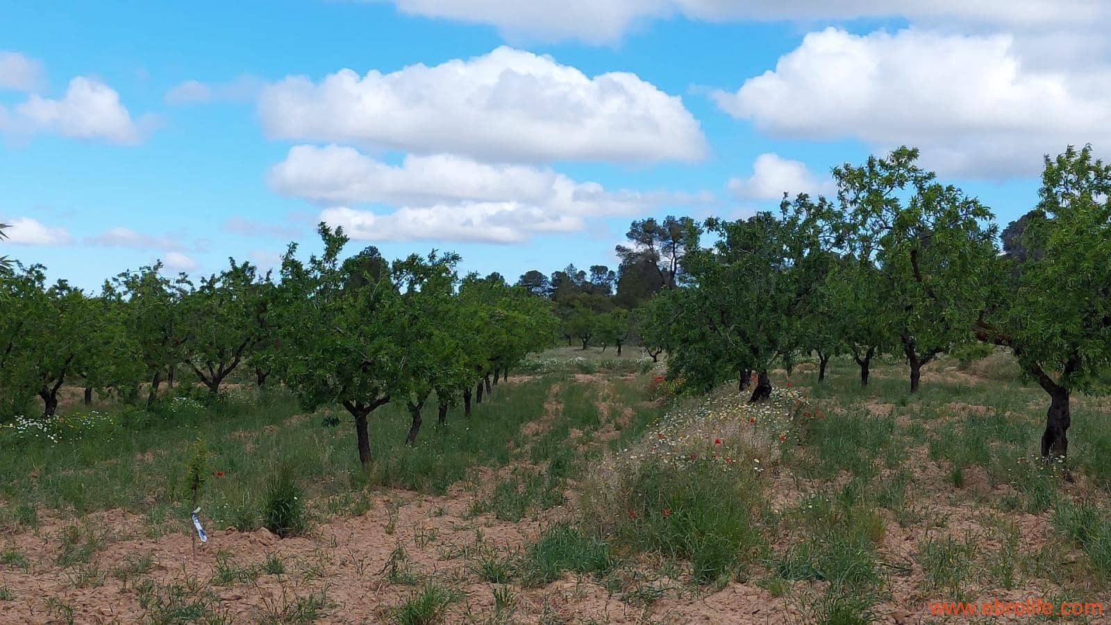 1 soveværelse Finca/Landehus til salg i Mazaleon - € 19.000 (Ref: 9107279)