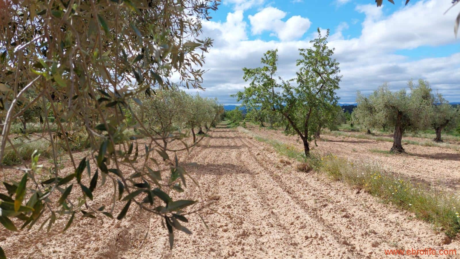 1 soveværelse Finca/Landehus til salg i Mazaleon - € 19.000 (Ref: 9107279)