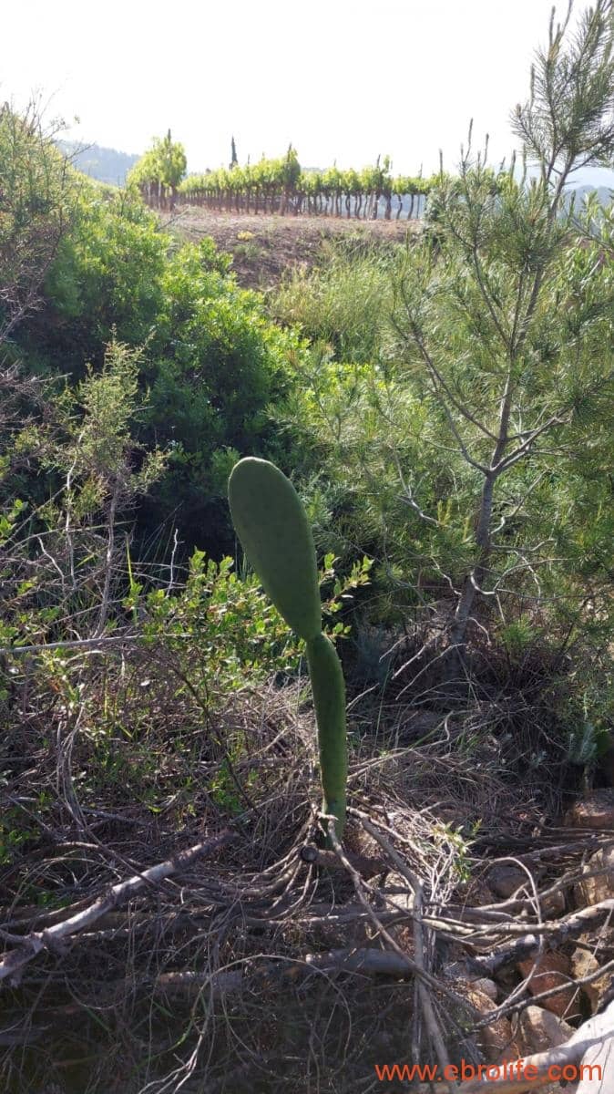 1 soveværelse Finca/Landehus til salg i Els Guiamets - € 96.000 (Ref: 9107280)