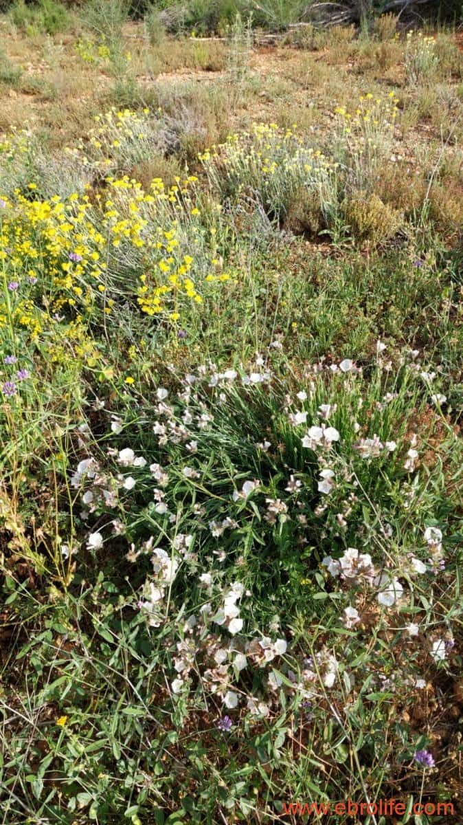 1 soveværelse Finca/Landehus til salg i Els Guiamets - € 96.000 (Ref: 9107280)