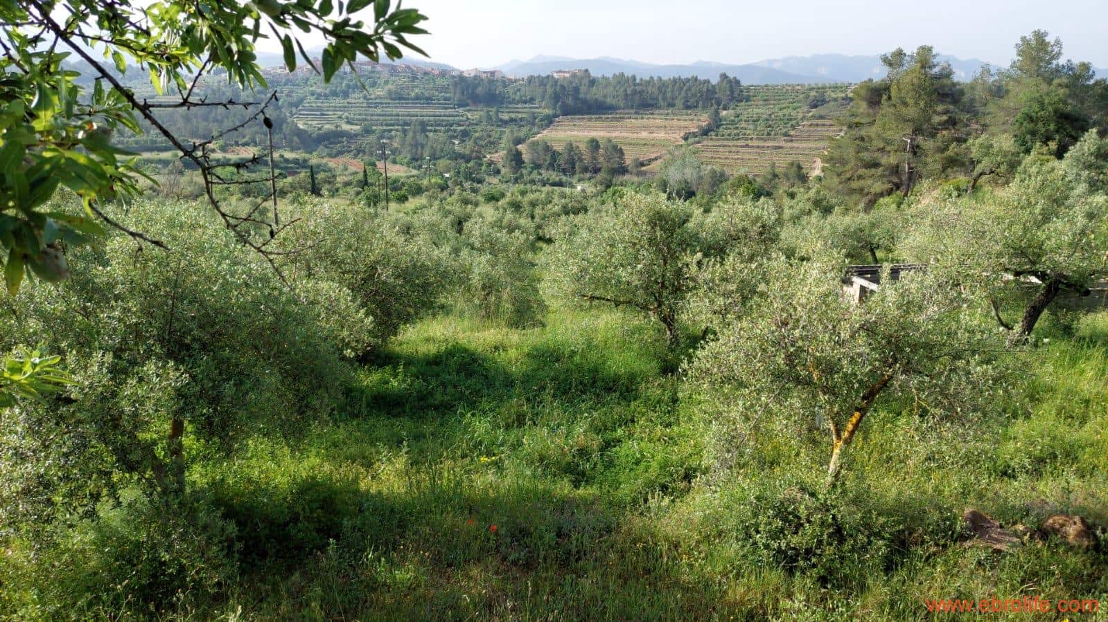 1 soveværelse Finca/Landehus til salg i Els Guiamets - € 96.000 (Ref: 9107280)