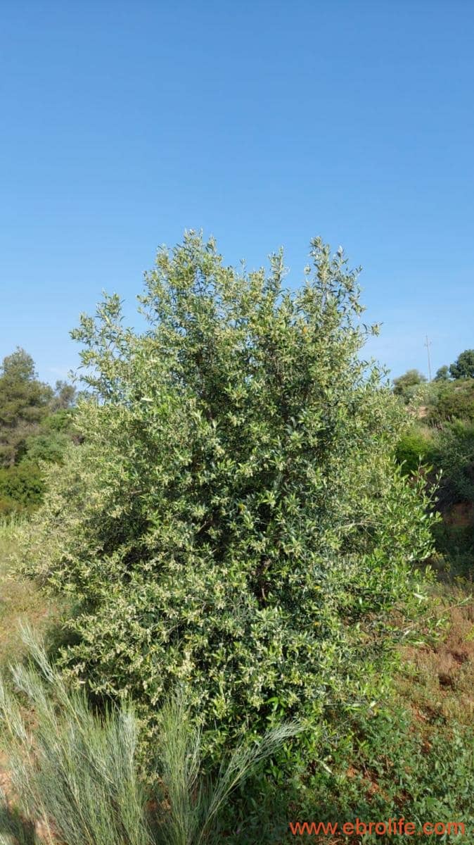 1 soveværelse Finca/Landehus til salg i Els Guiamets - € 96.000 (Ref: 9107280)