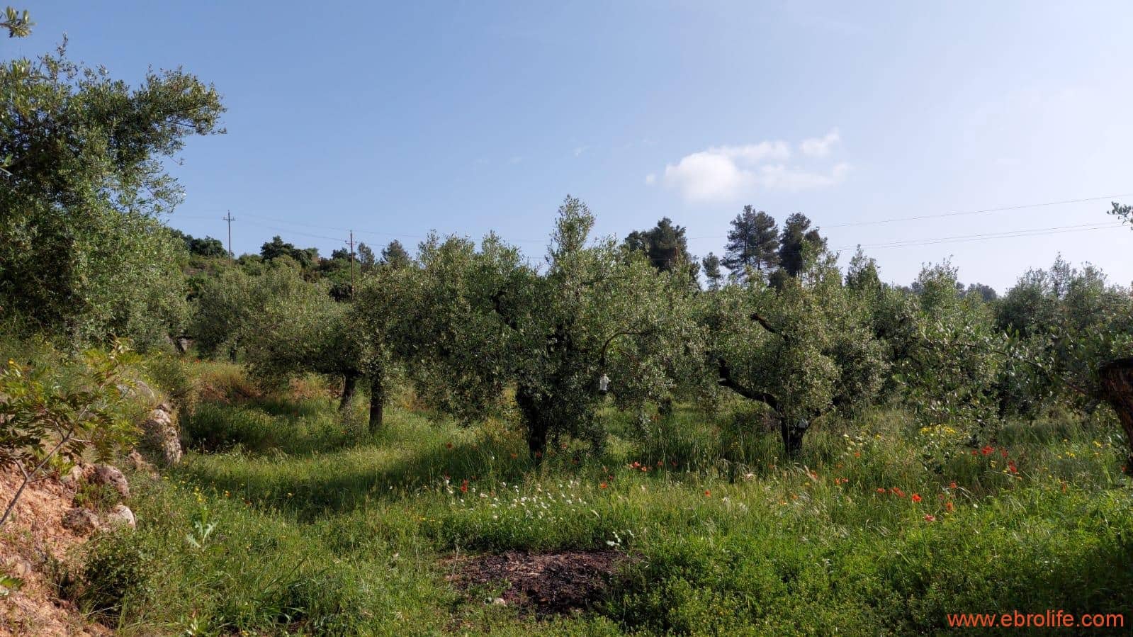 1 soveværelse Finca/Landehus til salg i Els Guiamets - € 96.000 (Ref: 9107280)