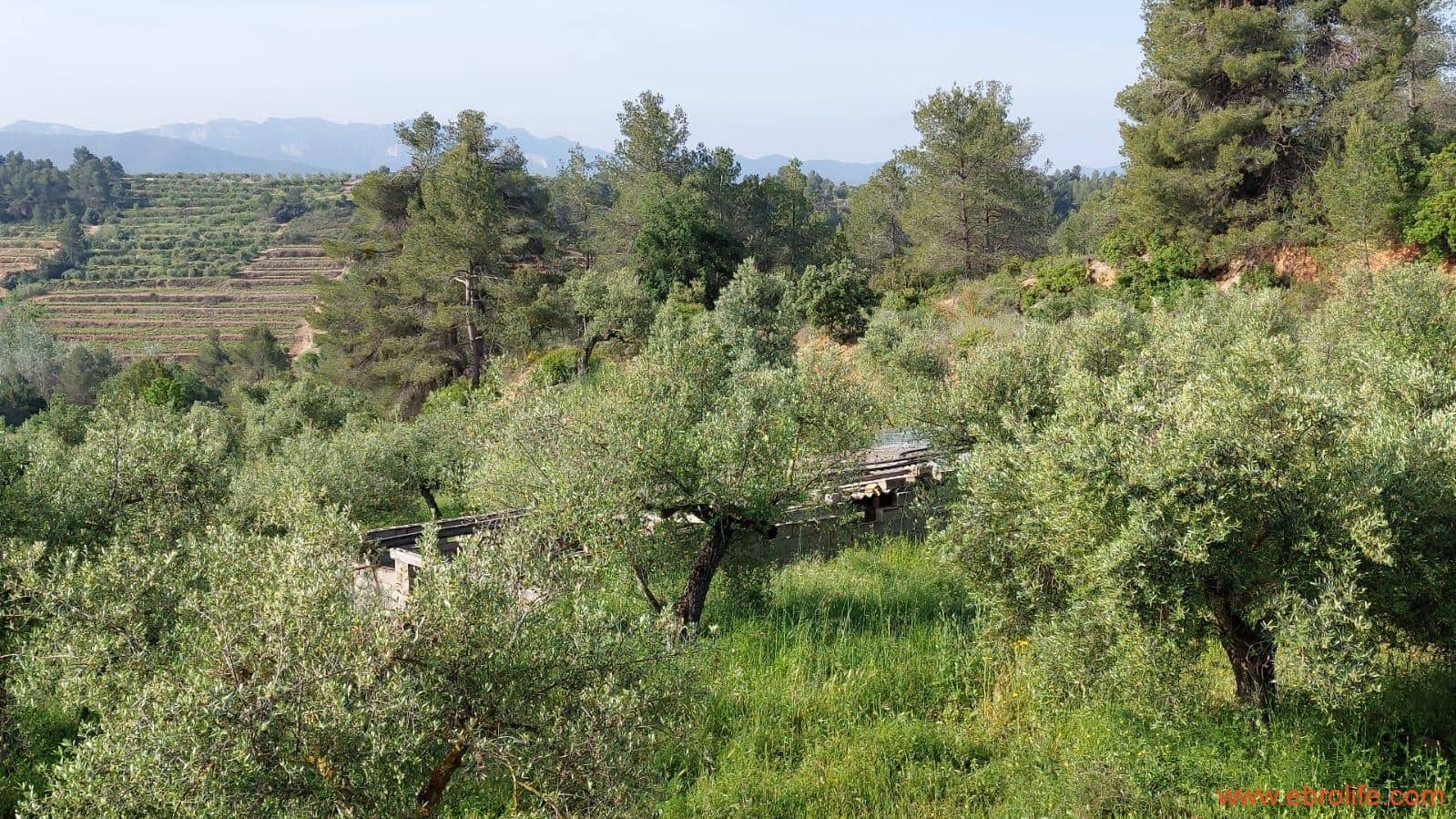 1 soveværelse Finca/Landehus til salg i Els Guiamets - € 96.000 (Ref: 9107280)