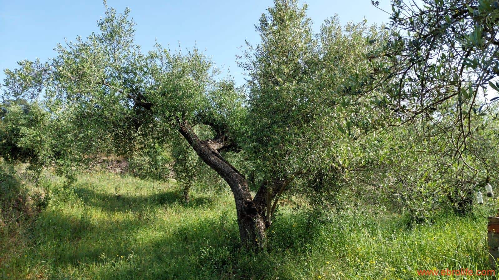 1 soveværelse Finca/Landehus til salg i Els Guiamets - € 96.000 (Ref: 9107280)