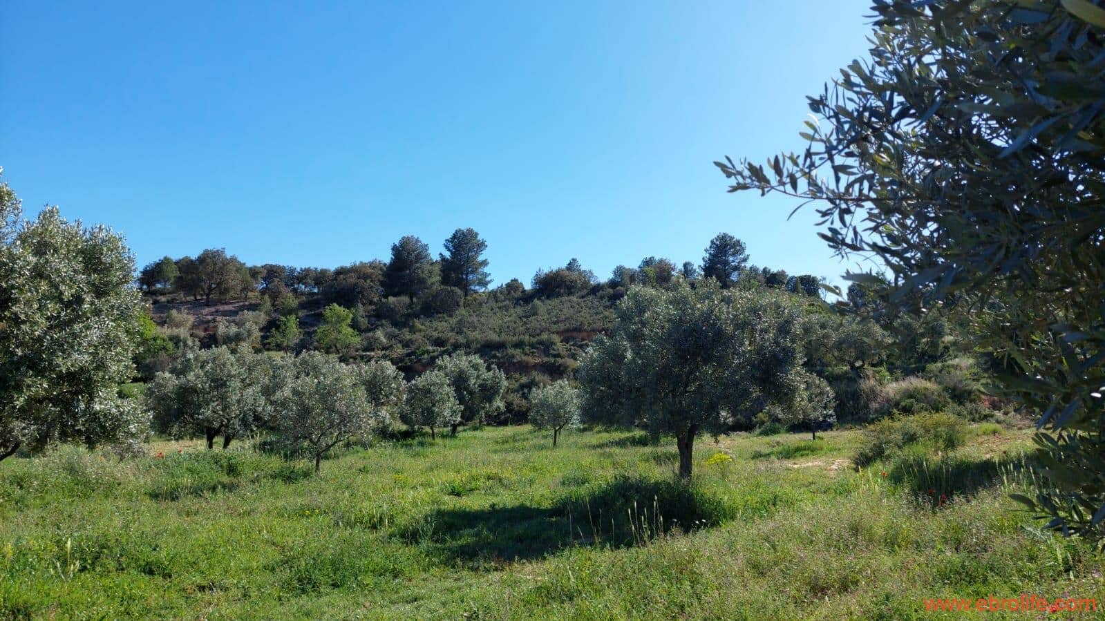 1 sypialnia Finka/Dom wiejski na sprzedaż w Mas de las Matas - 25 000 € (Ref: 9107292)