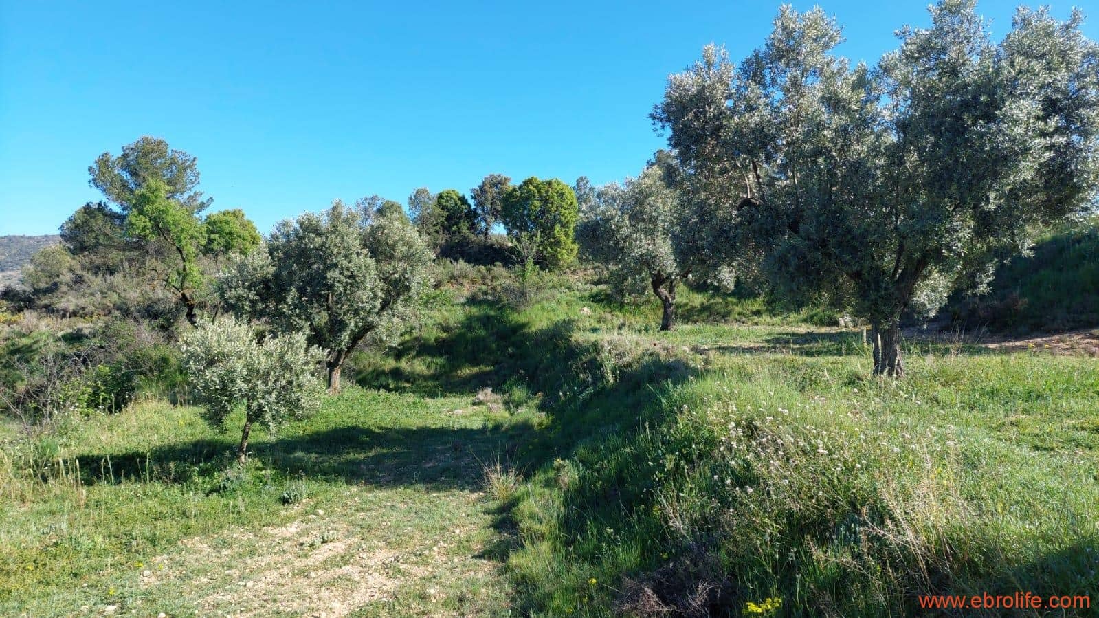 1 sypialnia Finka/Dom wiejski na sprzedaż w Mas de las Matas - 25 000 € (Ref: 9107292)