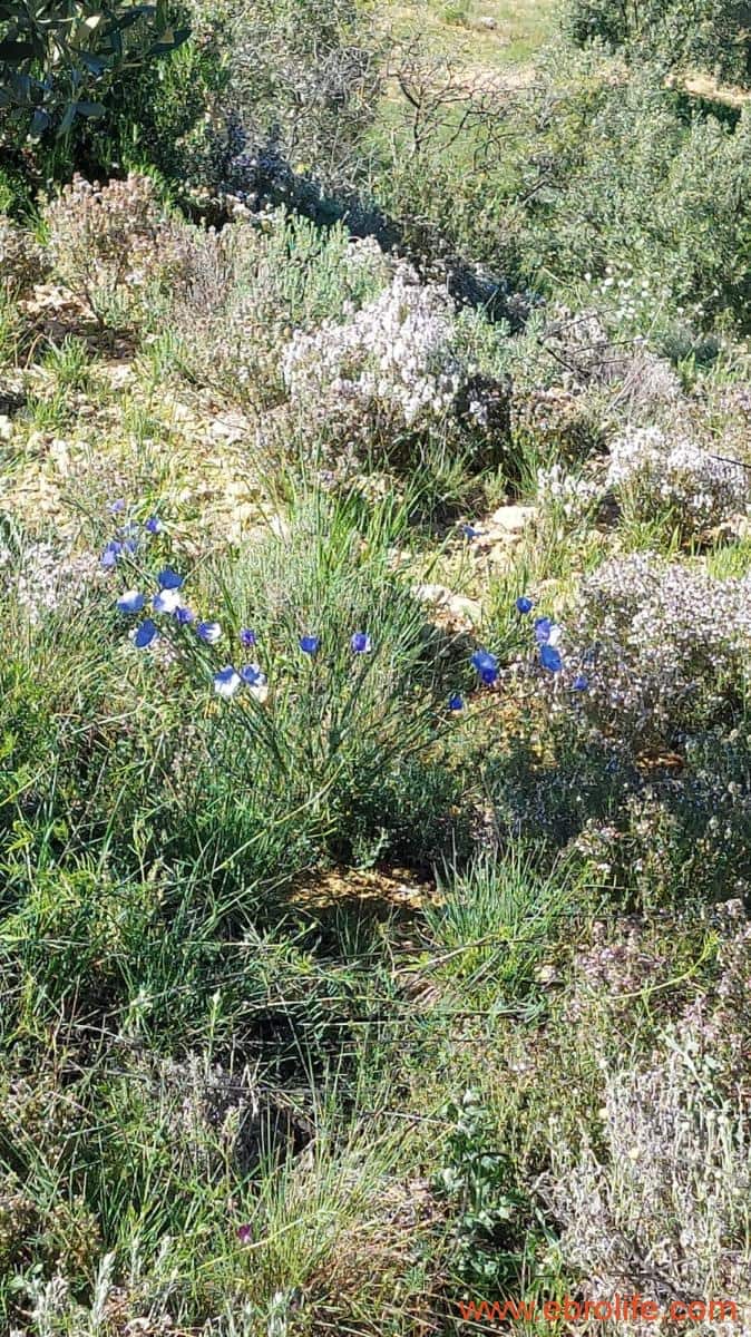 1 sypialnia Finka/Dom wiejski na sprzedaż w Mas de las Matas - 25 000 € (Ref: 9107292)