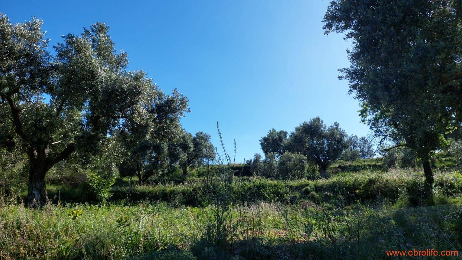 1 sypialnia Finka/Dom wiejski na sprzedaż w Mas de las Matas - 25 000 € (Ref: 9107292)