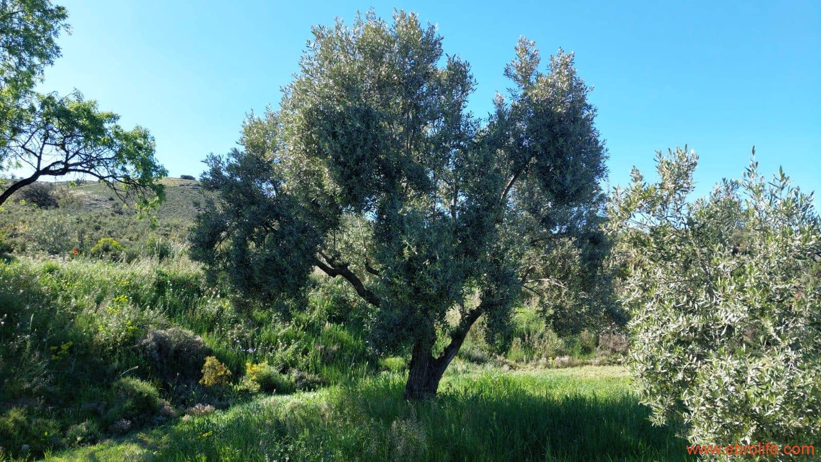 1 sypialnia Finka/Dom wiejski na sprzedaż w Mas de las Matas - 25 000 € (Ref: 9107292)