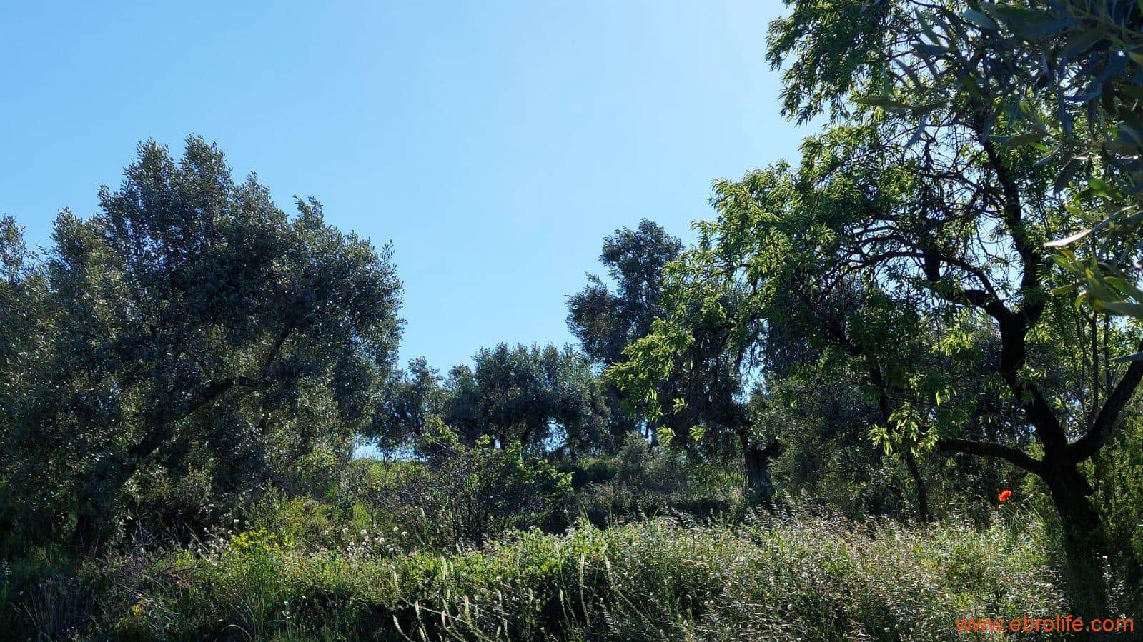 1 sypialnia Finka/Dom wiejski na sprzedaż w Mas de las Matas - 25 000 € (Ref: 9107292)