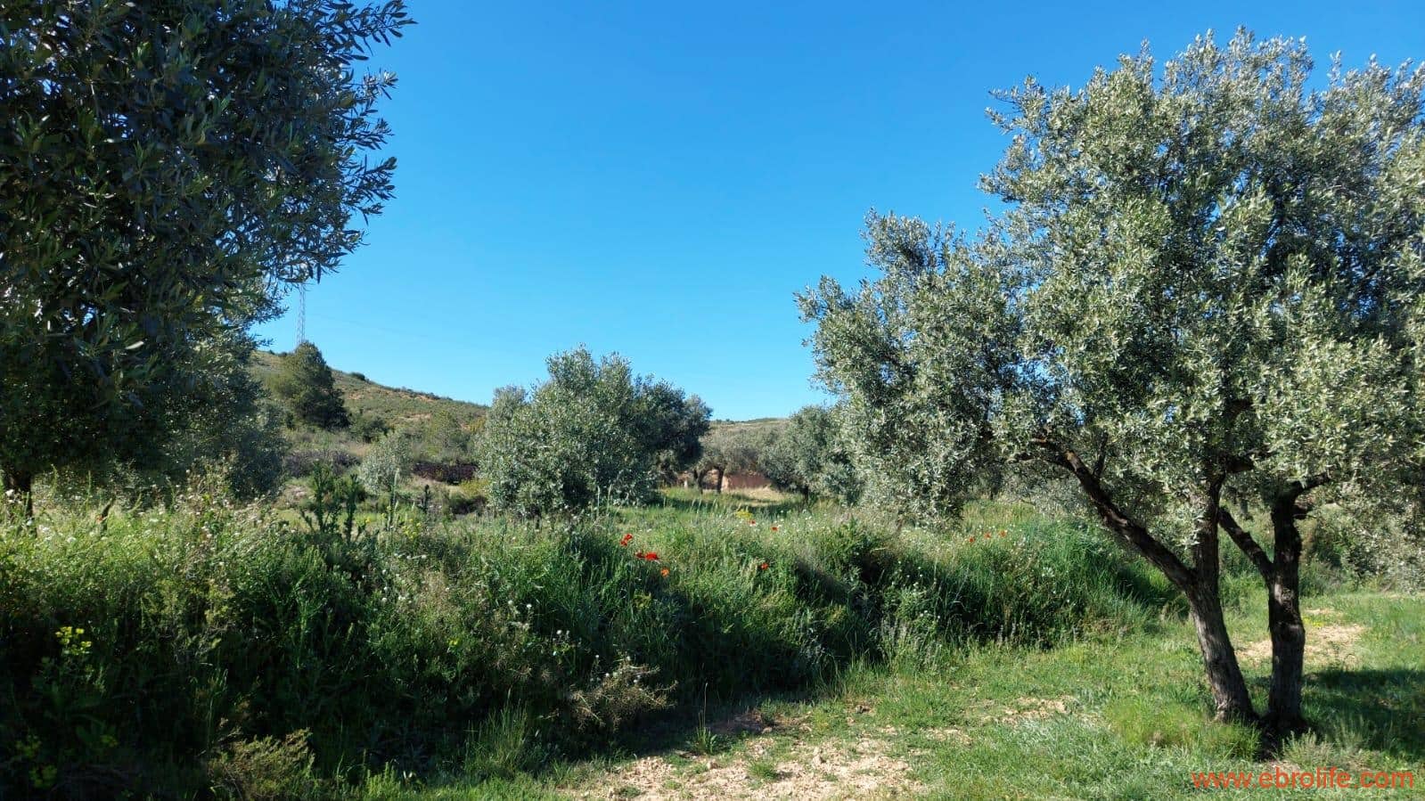 1 sypialnia Finka/Dom wiejski na sprzedaż w Mas de las Matas - 25 000 € (Ref: 9107292)