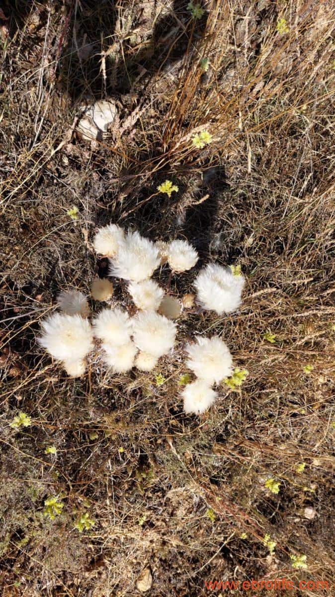 1 sovrum Finca/Hus på landet till salu i Belmonte de San Jose - 140 000 € (Ref: 9142407)