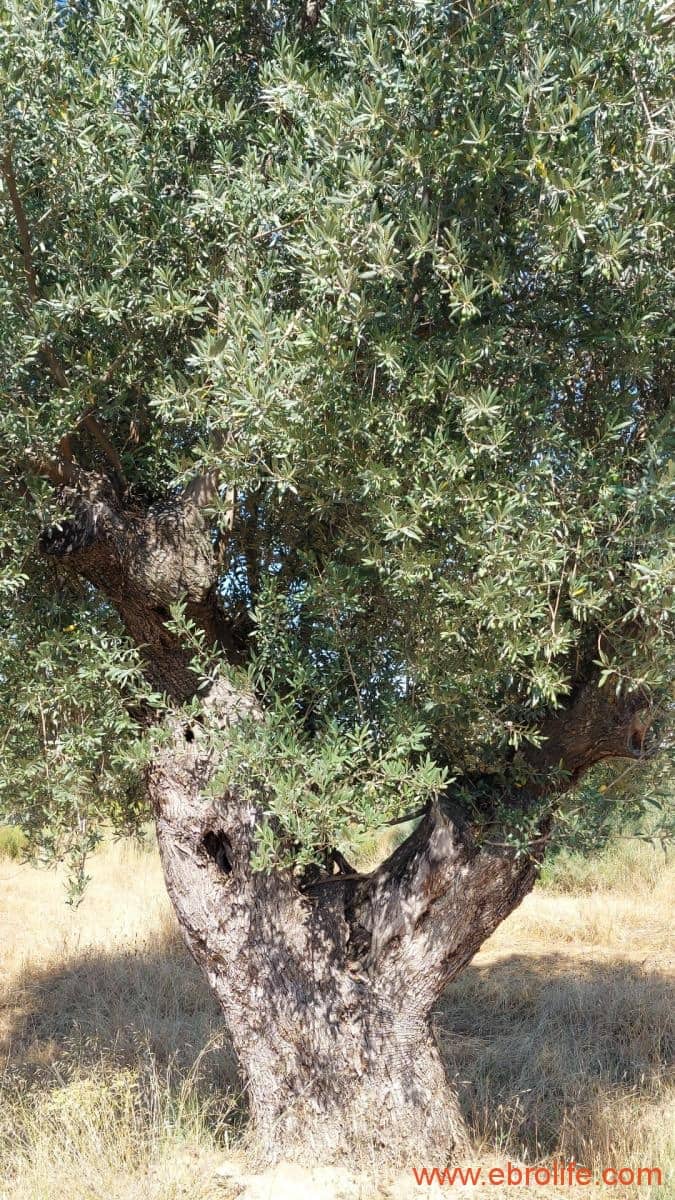 1 sovrum Finca/Hus på landet till salu i Belmonte de San Jose - 140 000 € (Ref: 9142407)