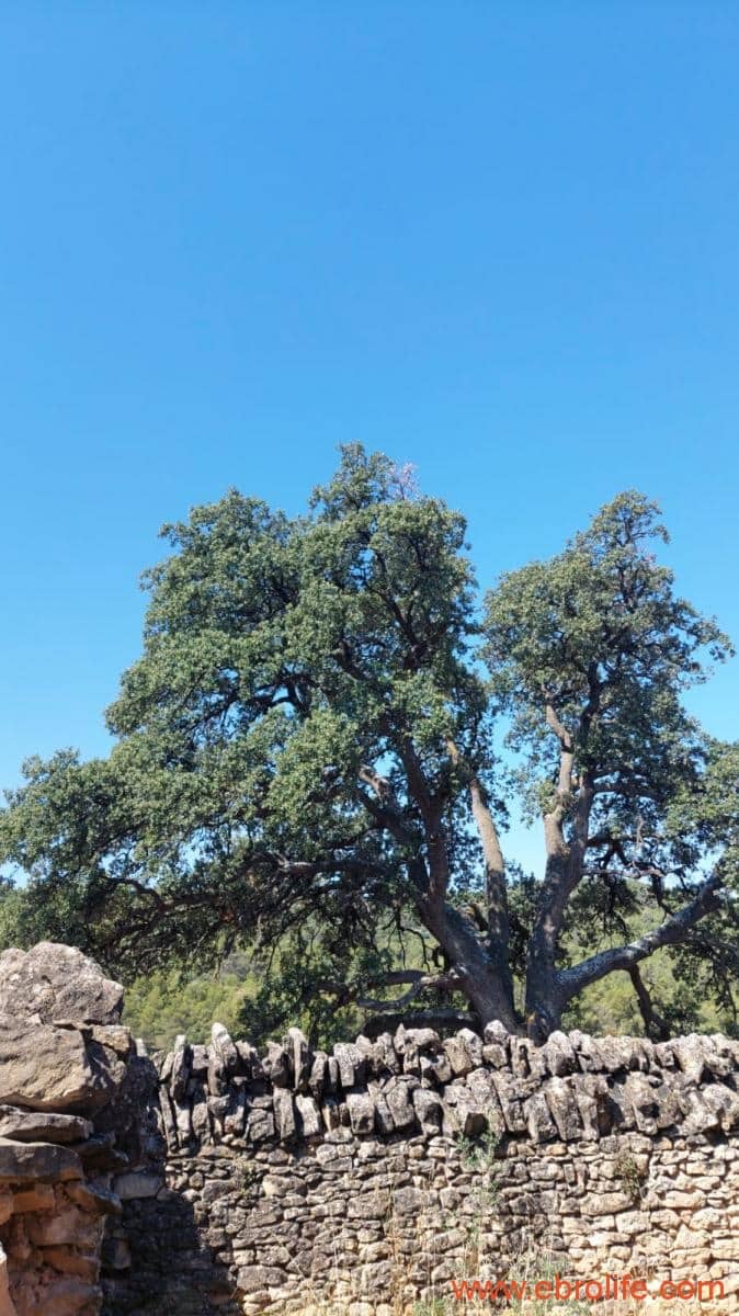 1 sovrum Finca/Hus på landet till salu i Belmonte de San Jose - 140 000 € (Ref: 9142407)