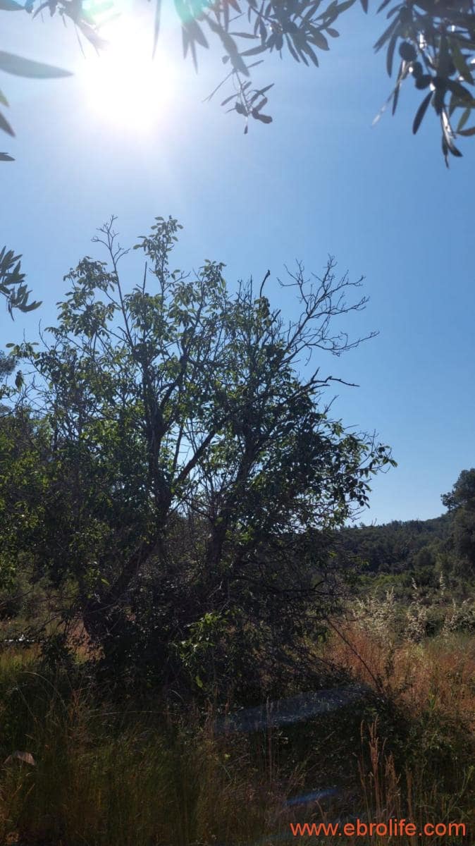 1 sovrum Finca/Hus på landet till salu i Belmonte de San Jose - 140 000 € (Ref: 9142407)