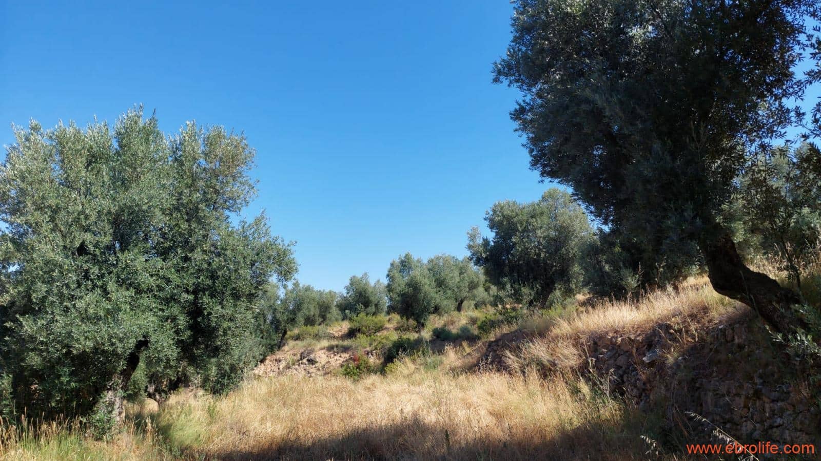 1 sovrum Finca/Hus på landet till salu i Belmonte de San Jose - 140 000 € (Ref: 9142407)