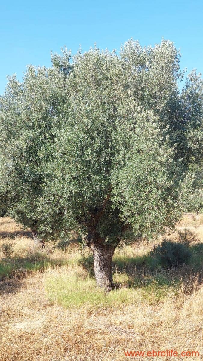 1 sovrum Finca/Hus på landet till salu i Belmonte de San Jose - 140 000 € (Ref: 9142407)